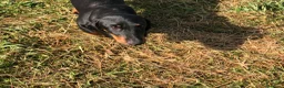Teckel Miniatura perros en venta: Teckel miniatura negro fuego  - Anuncio 5