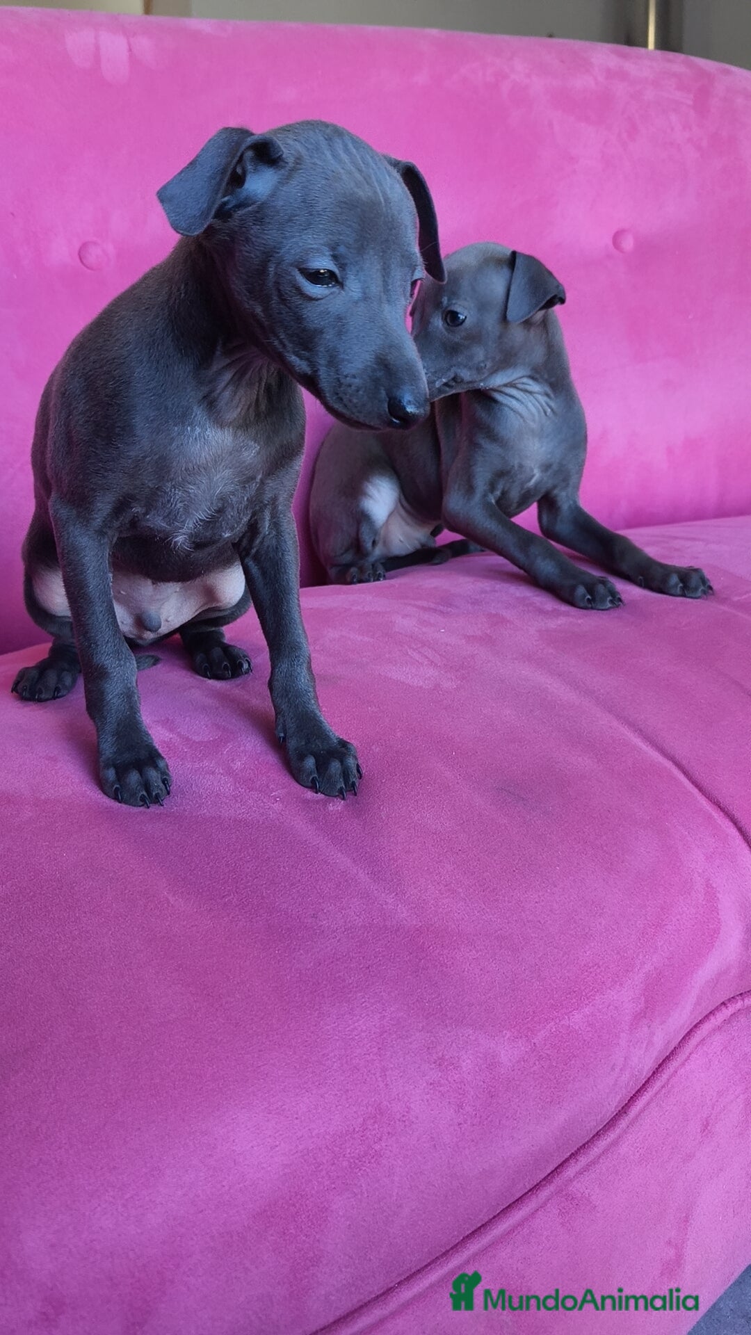Pequeño Lebrel Italiano perros en venta: Pequeño lebrel Italiano Piccolo Galgo italiano  - Anuncio 4