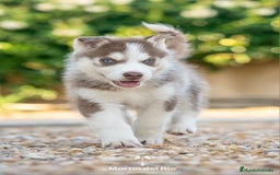 Husky Siberiano perros en venta: Husky Siberiano cachorros  - Imagen 2