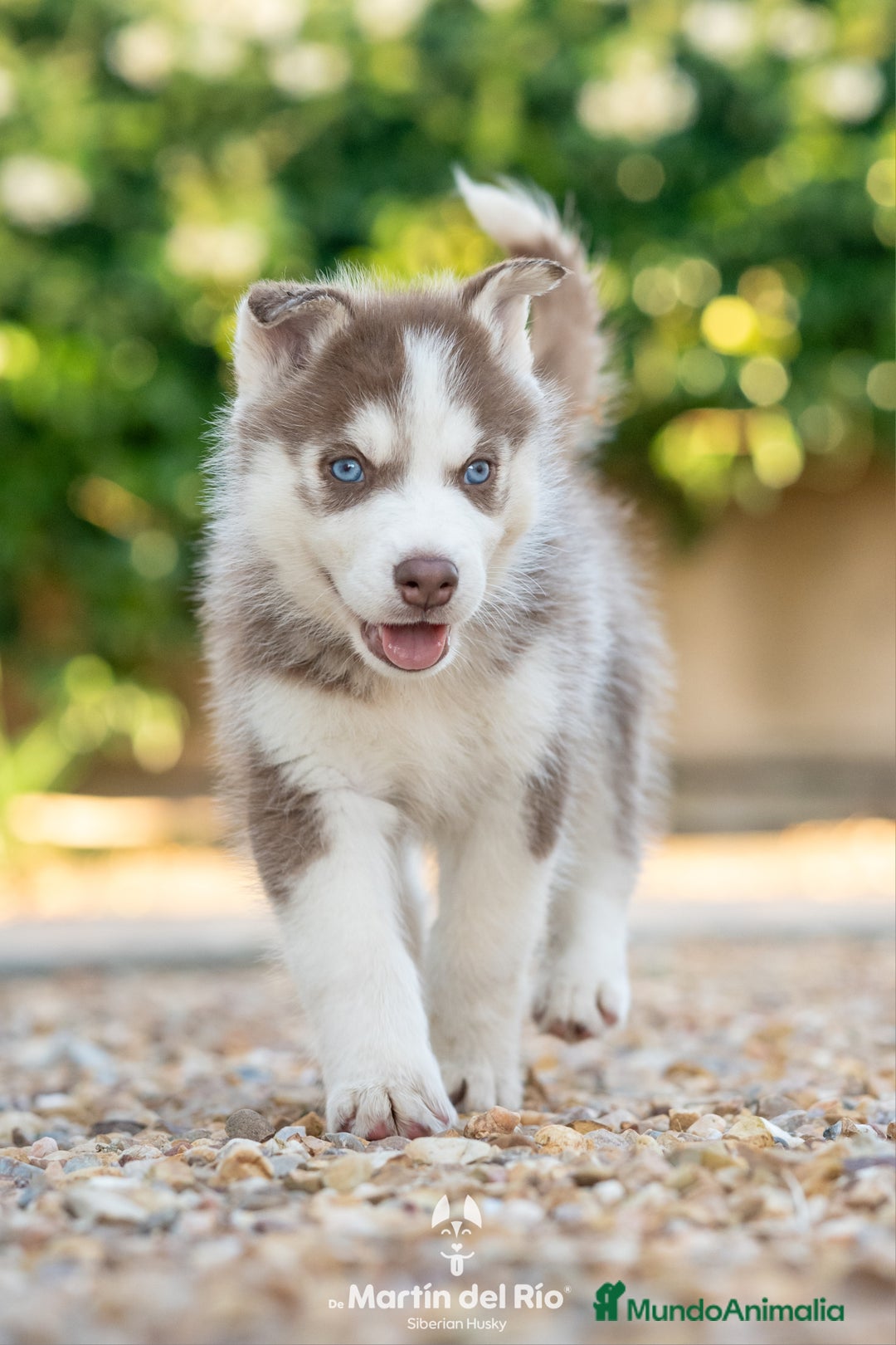 Husky Siberiano perros en venta: Husky Siberiano cachorros  - Imagen 2