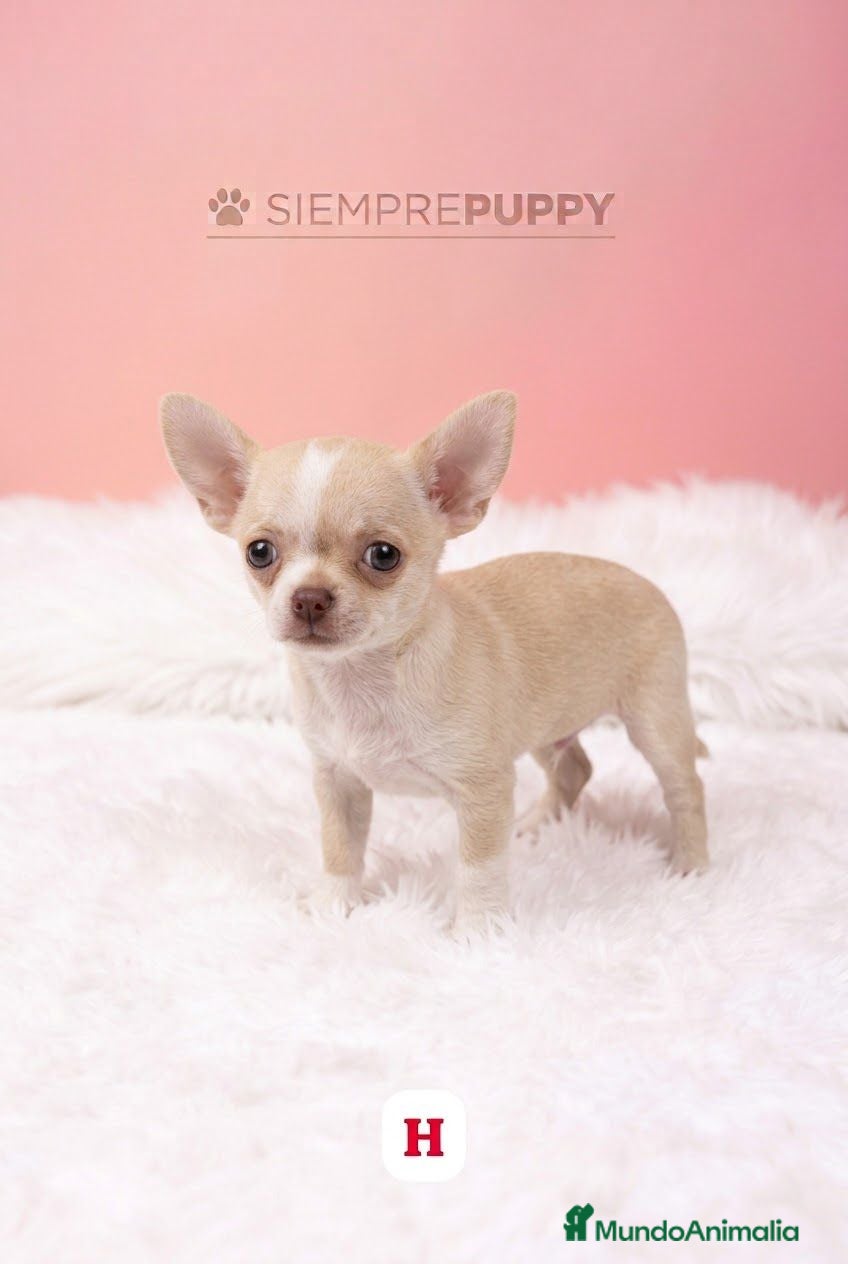 Chihuahua perros HEMBRITA CHIHUAHUA MINI TOY - Anuncio 4