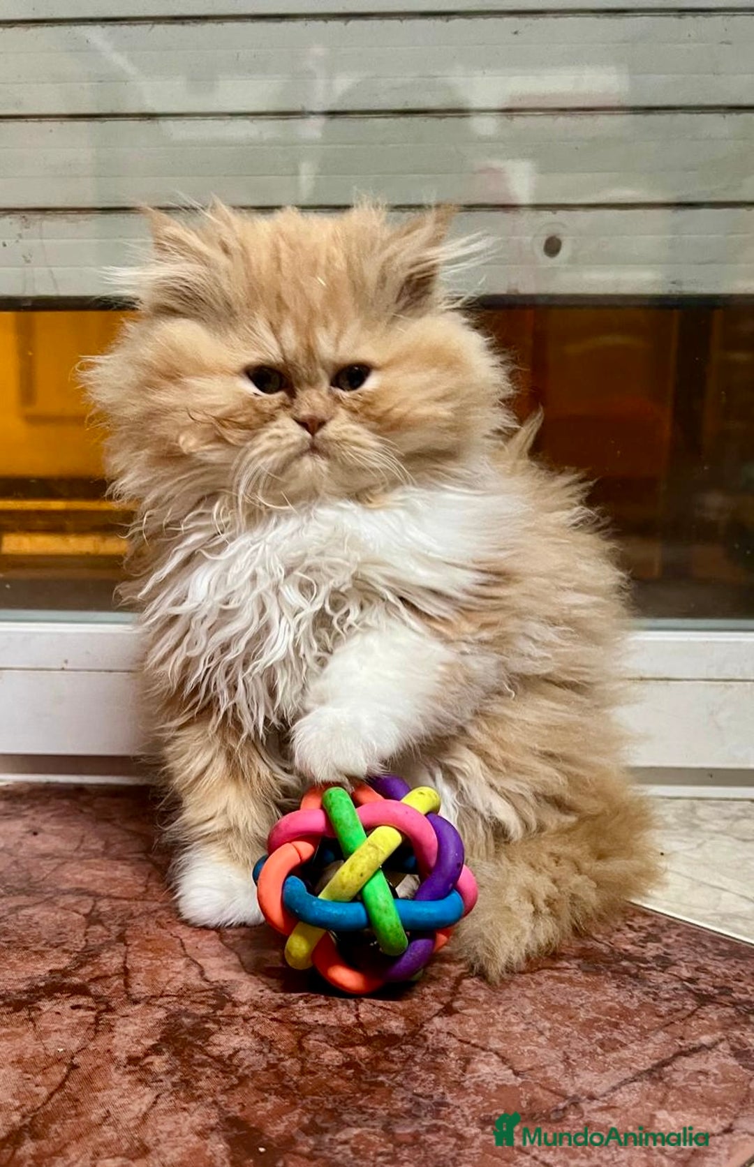 Persa gatos en venta: Gatitos persa chatos - Anuncio 2