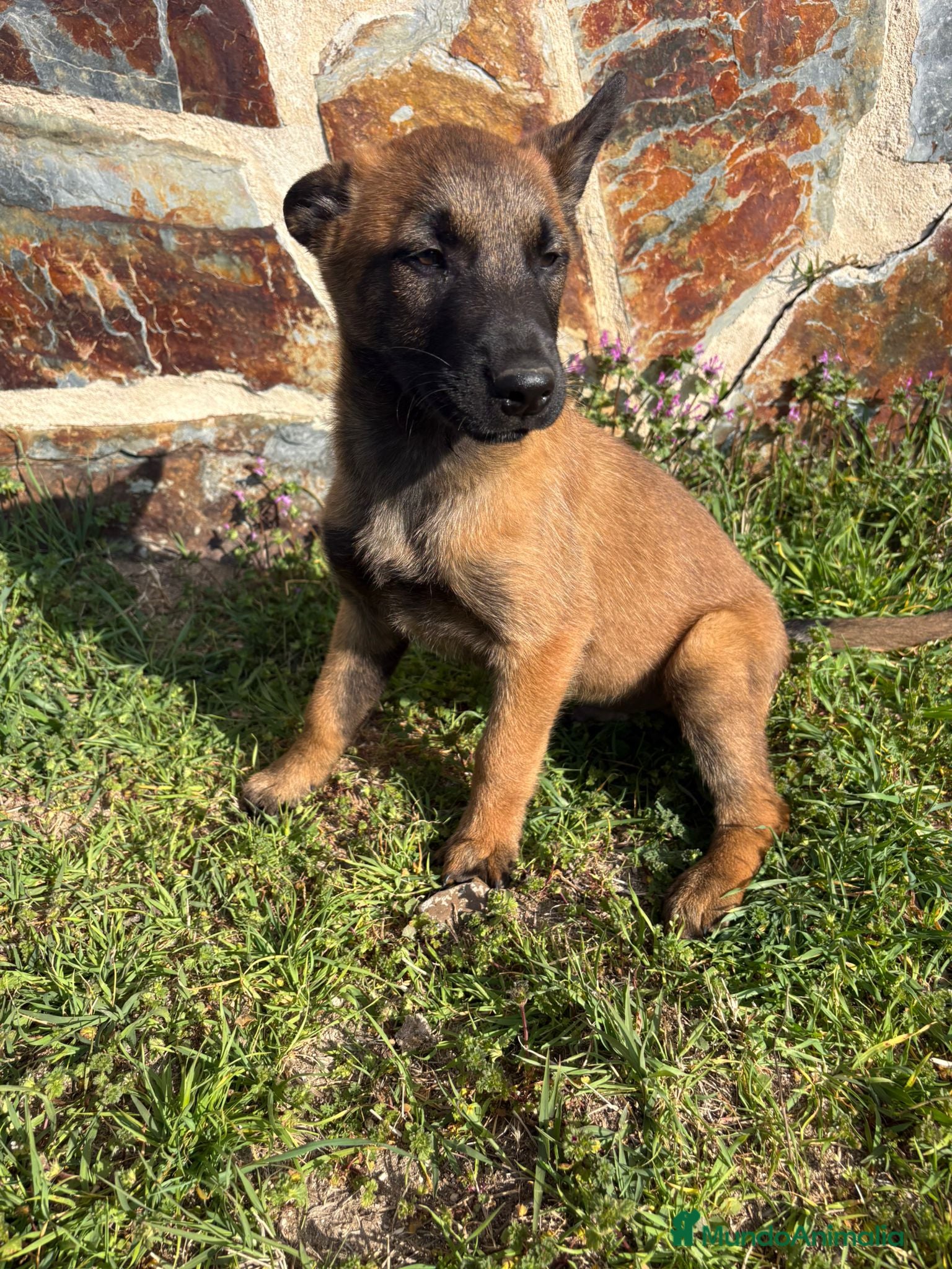 Pastor Belga Malinois perros Pasator Belga Malinois - Anuncio 2
