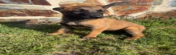 Pastor Belga Malinois perros en venta: Pasator Belga Malinois - Anuncio 1