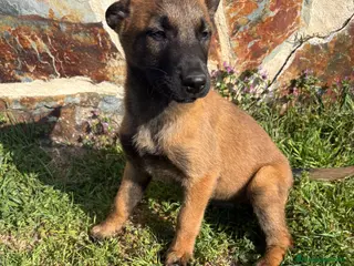 Pastor Belga Malinois perros Pasator Belga Malinois - Anuncio 2