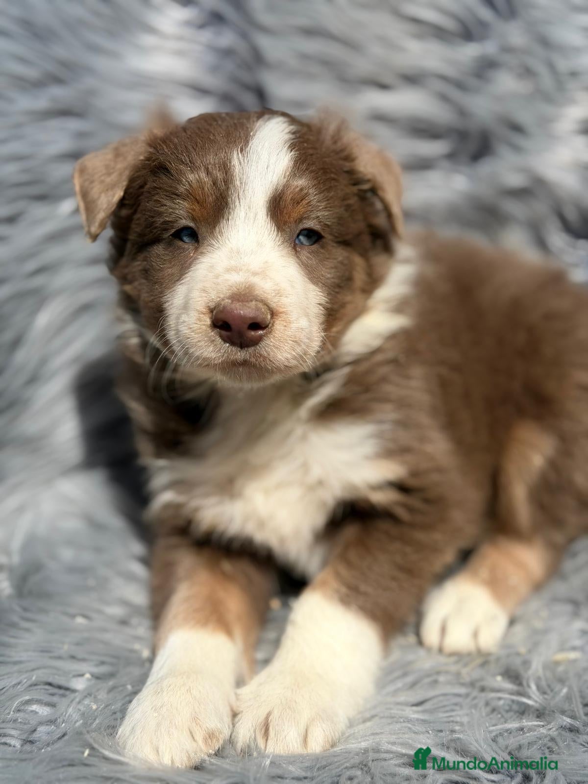Border Collie perros Border collie tricolor Lilac  - Anuncio 1