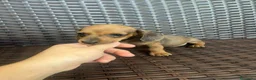 Teckel Miniatura perros en venta: Teckel kanichen  - Anuncio 6