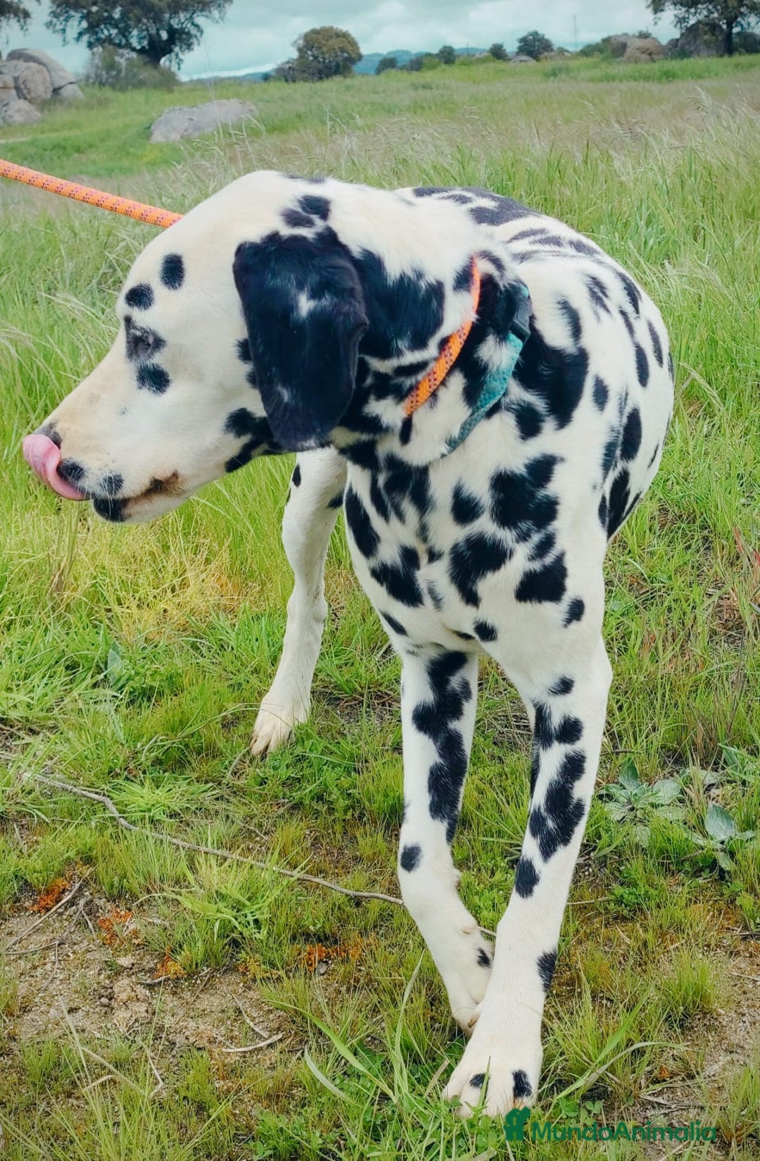 Dálmata perros para monta: Dálmata montas - Anuncio 3