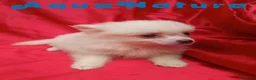 Pomerania perros en venta:  Pomerania Macho de Japi y Pompom 8302 AQUANATURA - Anuncio 7