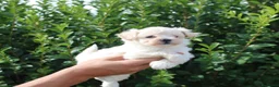 Maltipoo perros en venta: CACHORRITOS MALTIPOO  - Anuncio 2