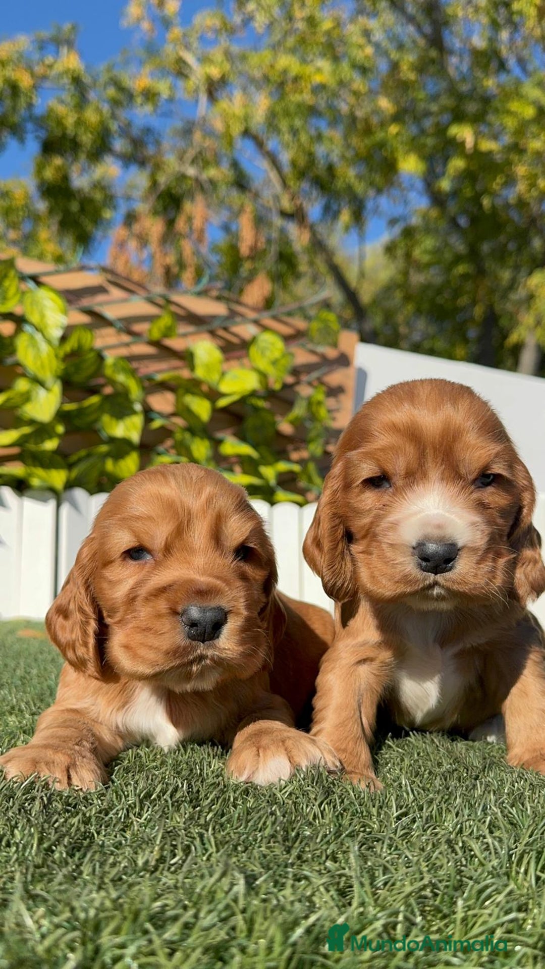 Cocker Spaniel Inglés perros en venta: COCKER SPANIEL INGLES - Anuncio 5