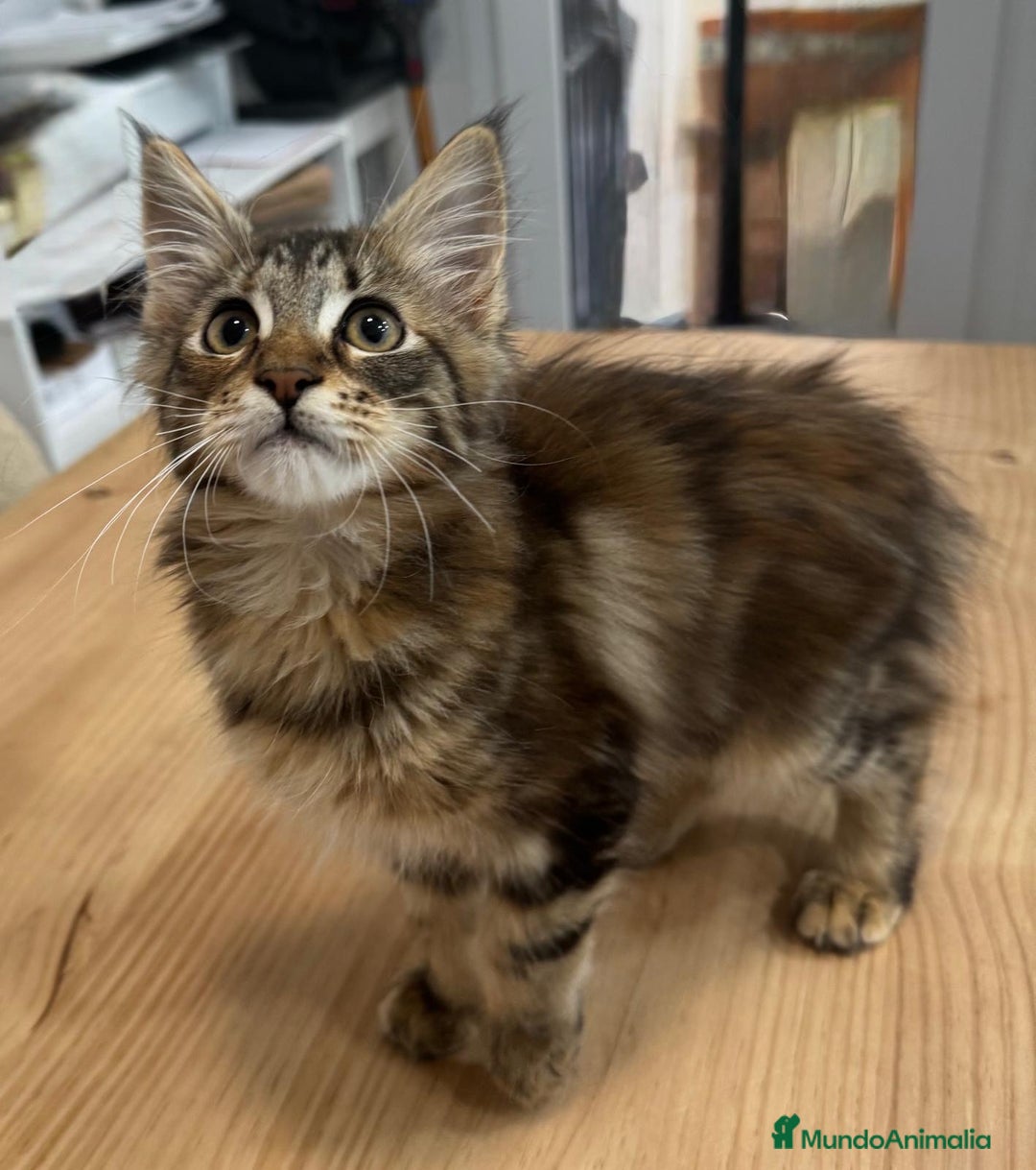 Maine Coon gatos en venta: Preciosa gatita Maine coon - Anuncio 1