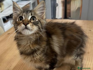 Maine Coon gatos Preciosa gatita Maine coon - Anuncio 9