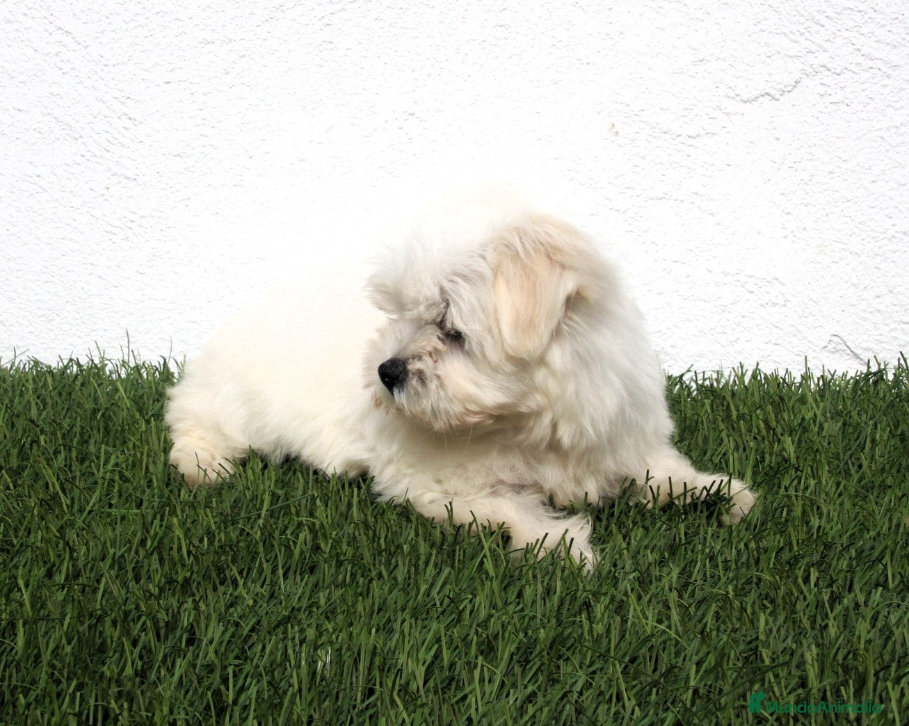 Bichón Maltés perros en venta: Bichon Maltes  - Anuncio 1