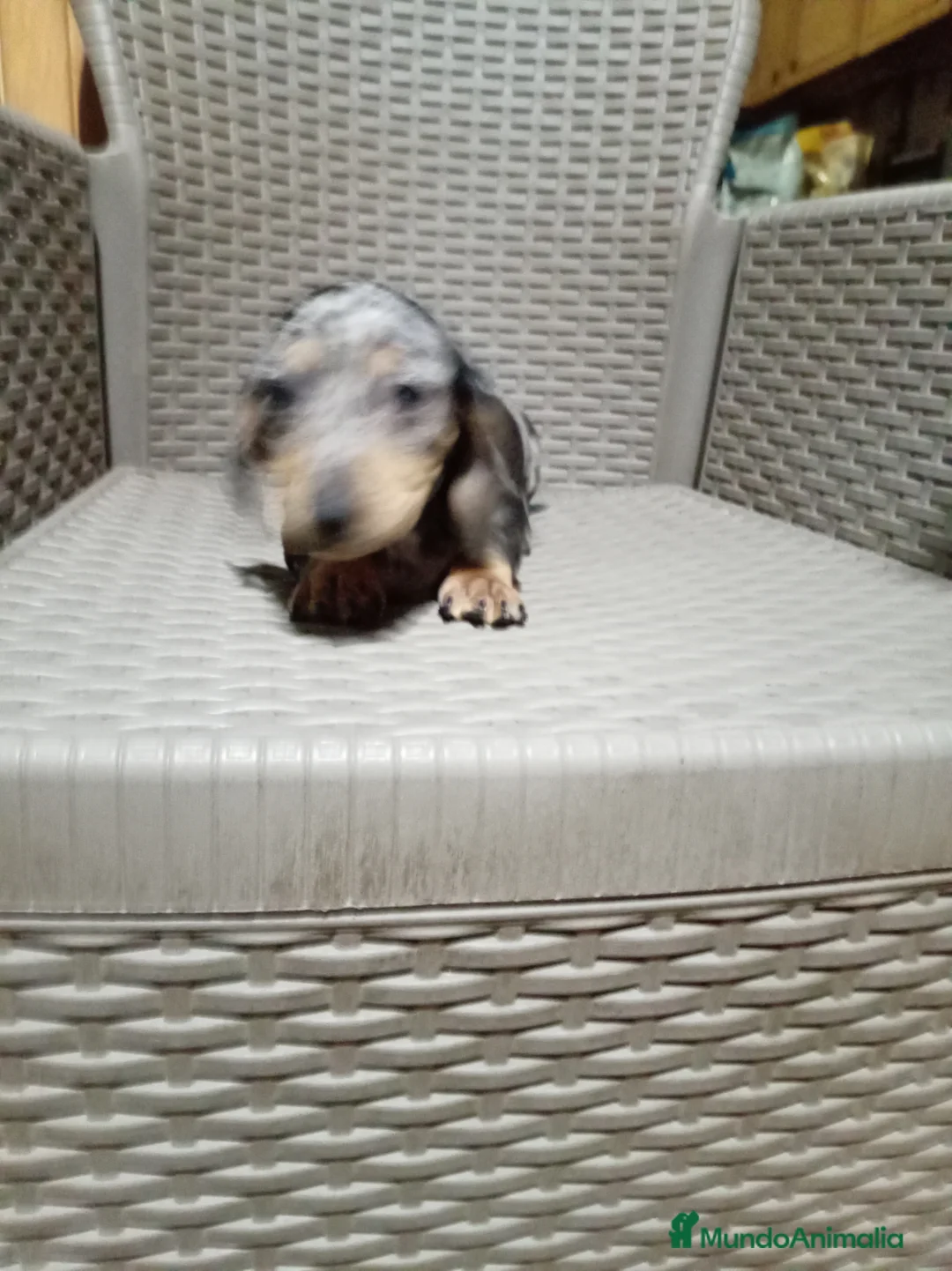 Teckel Miniatura perros en venta: Teckel mini - Anuncio 7