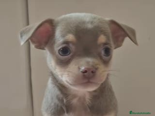 Chihuahua perros Chihuahuas - Anuncio 9