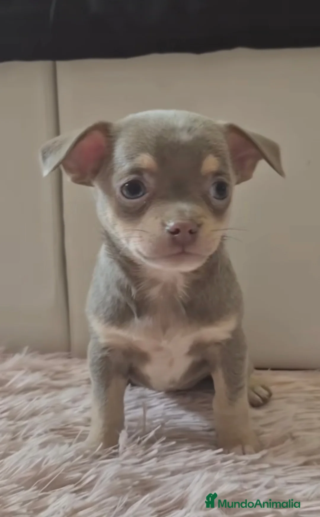 Chihuahua perros en venta: Chihuahuas  - Anuncio 1