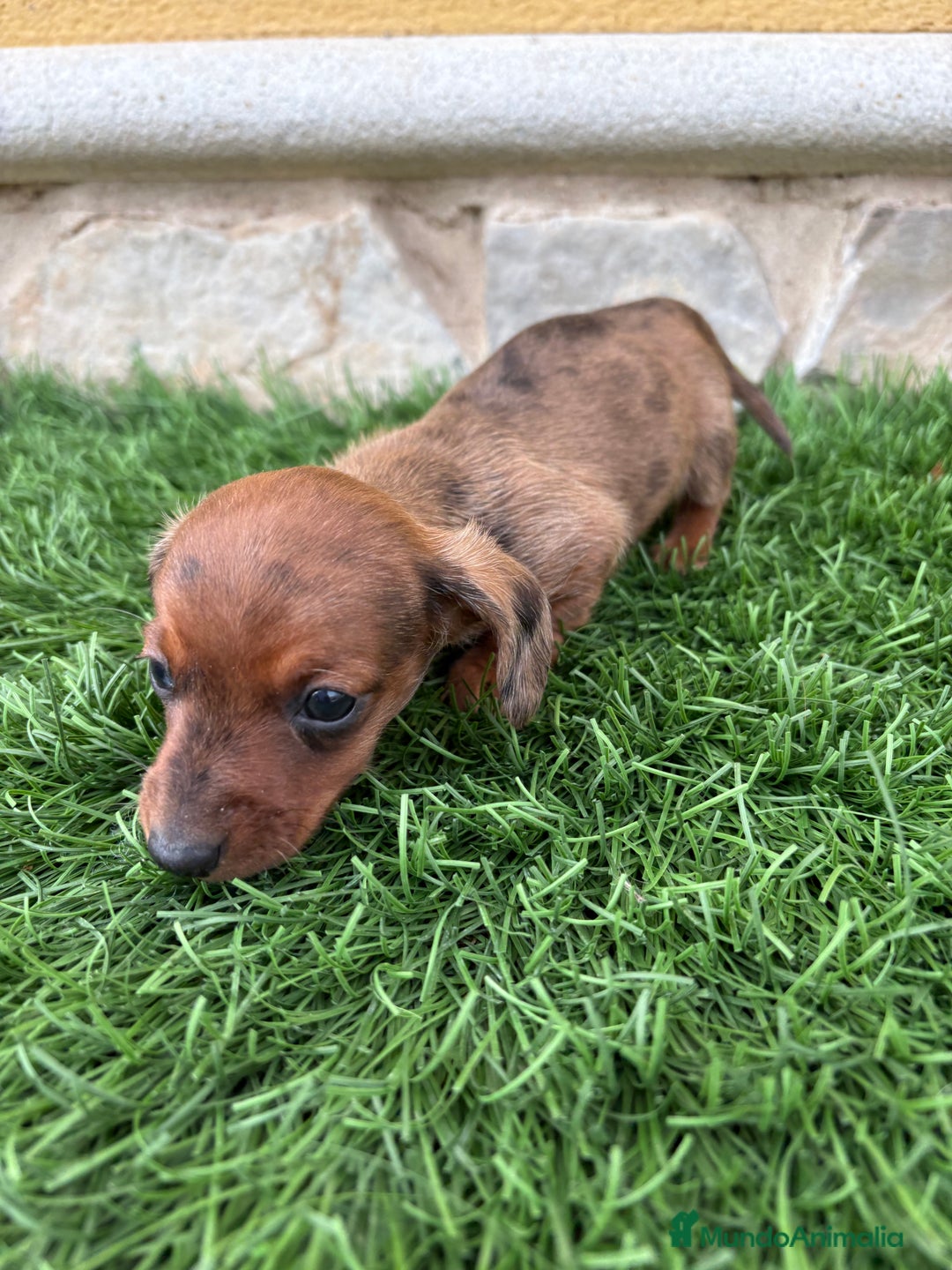 Teckel Miniatura perros en venta: Teckel Kaninchen macho Merle chocolate diluido  - Anuncio 13