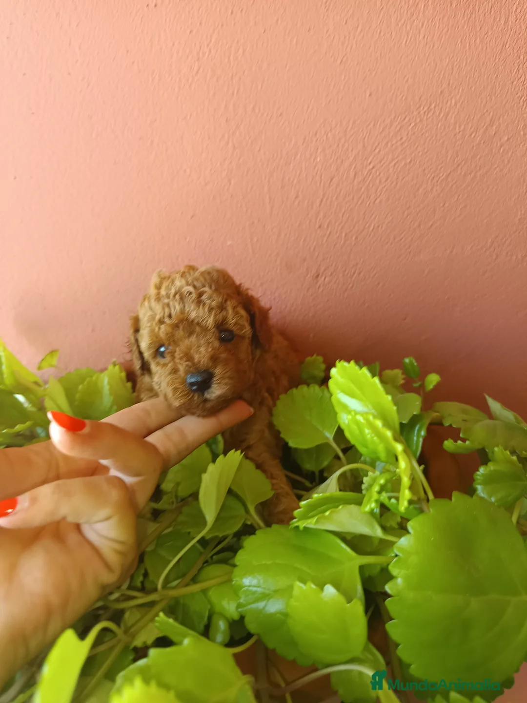 Caniche Toy perros en venta: Caniche toy - Anuncio 4