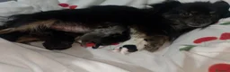 Pomchi perros en venta: Camada de pomchi con pomerania  - Anuncio 6