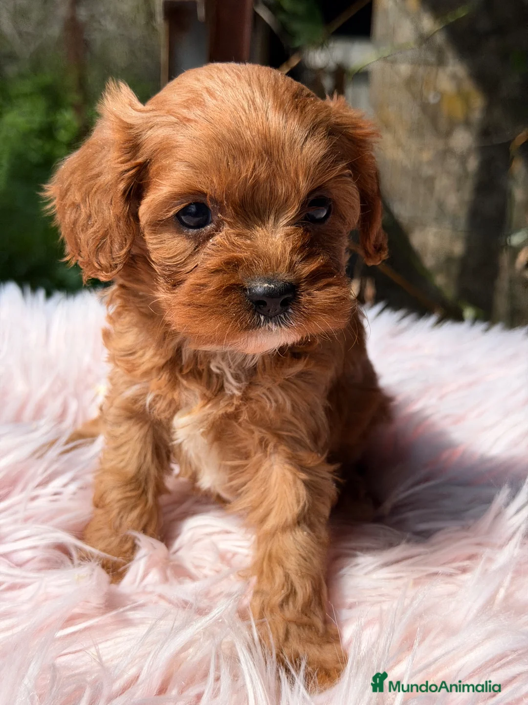 Cavapoo perros en venta: Cavapoo hembra  - Anuncio 2