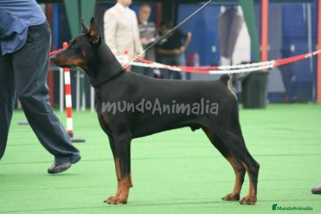 Imagen de galería {{count}}