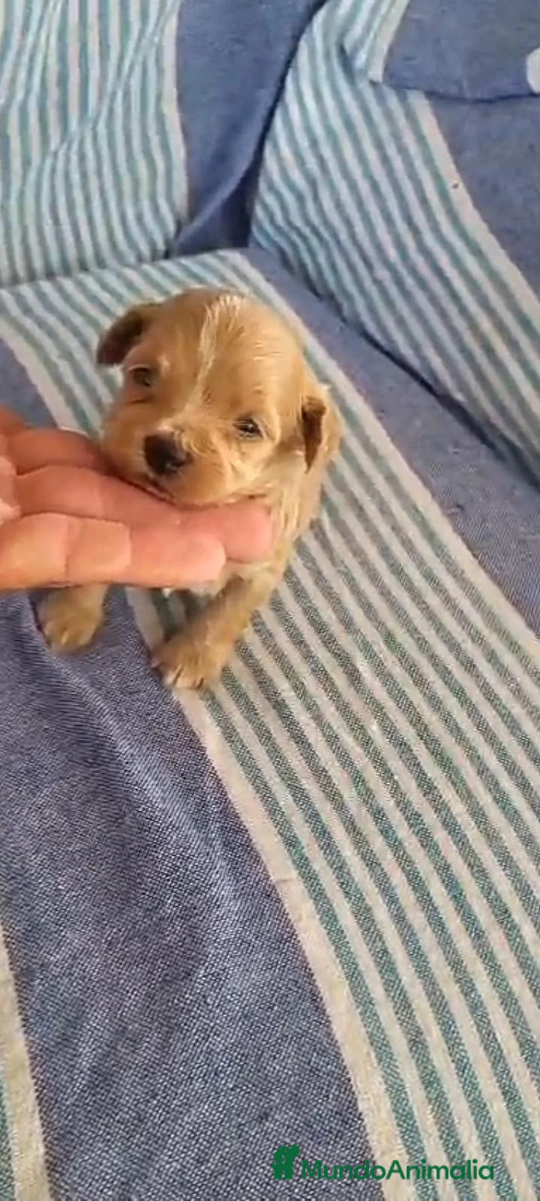 Maltipoo perros en venta: Maltipoo - Anuncio 2