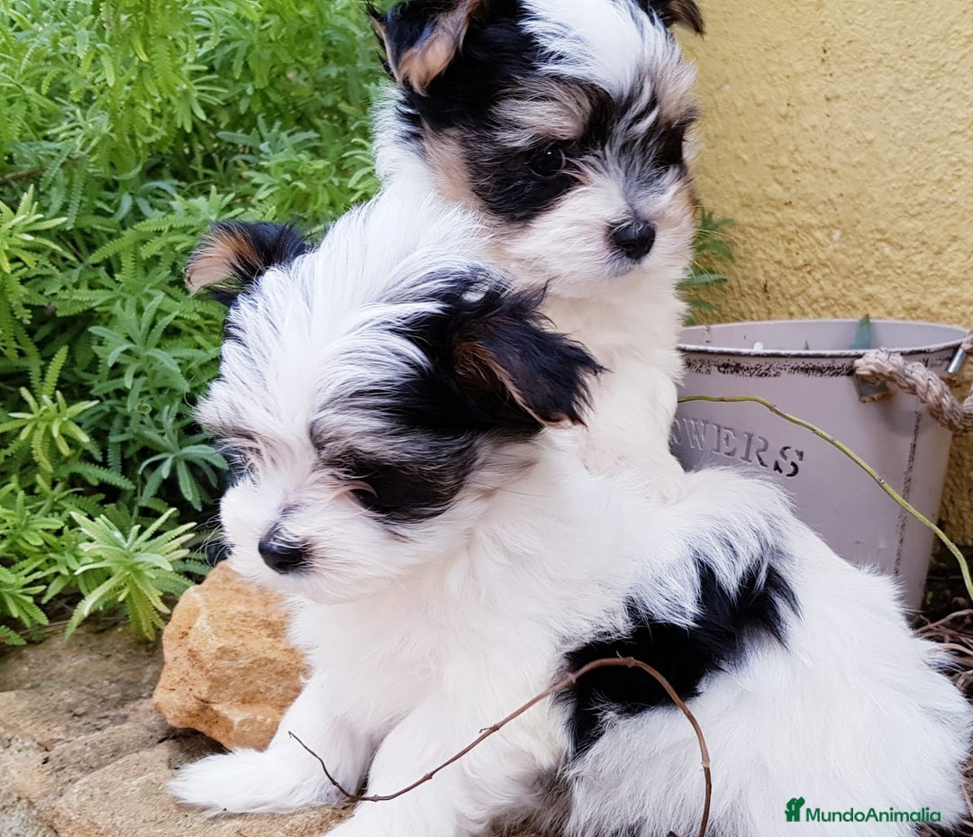 Biewer Yorkshire Terrier a la Pom Pon perros en venta: Biewer - Anuncio 2