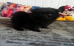 Pomerania perros en venta: Pomerania  - Anuncio 4