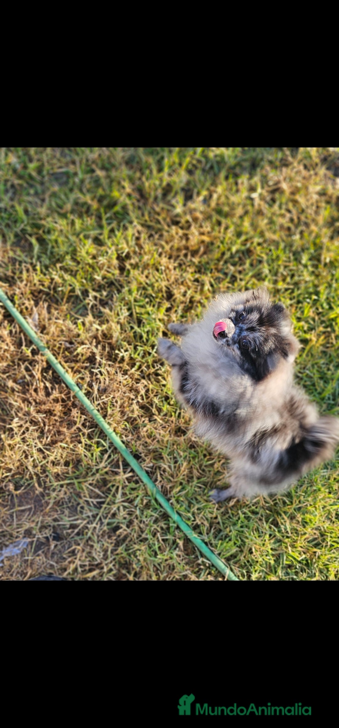 Pomerania perros en venta: Pomerania merle. Machito - Anuncio 3