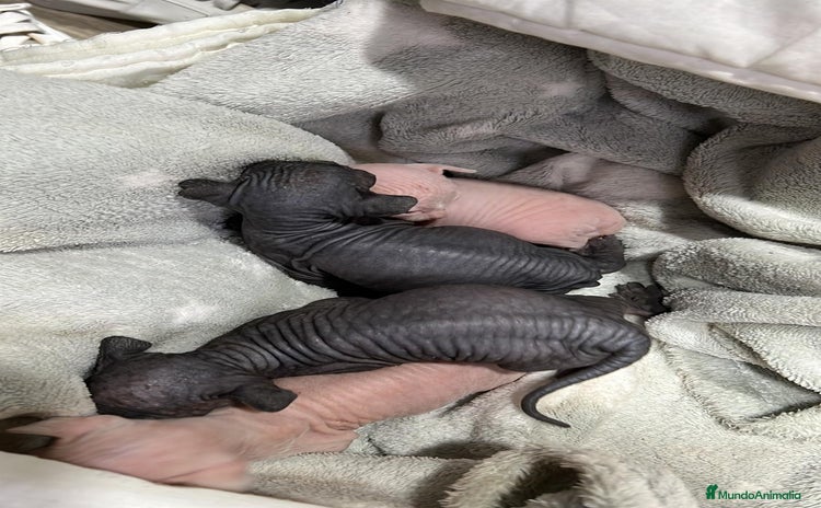 Sphynx gatos - Anuncio 2