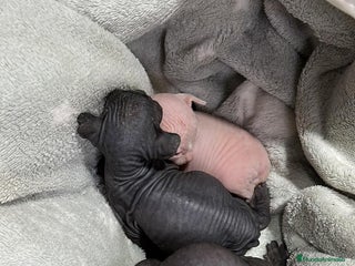 Sphynx gatos - Anuncio 24