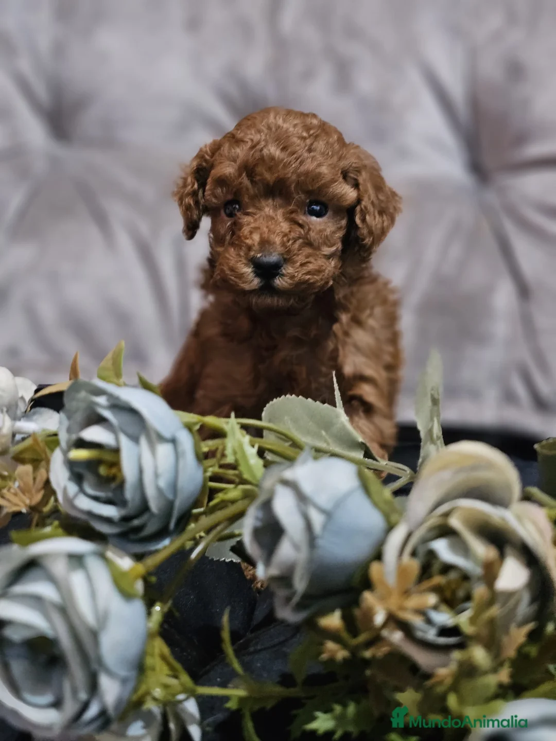 Caniche Toy perros en venta: CAMADA DE CANICHE TOY  - Anuncio 4