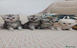 Persa gatos en venta: Gatos Persa - Imagen 1