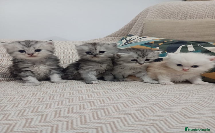 Persa gatos - Propaganda 1