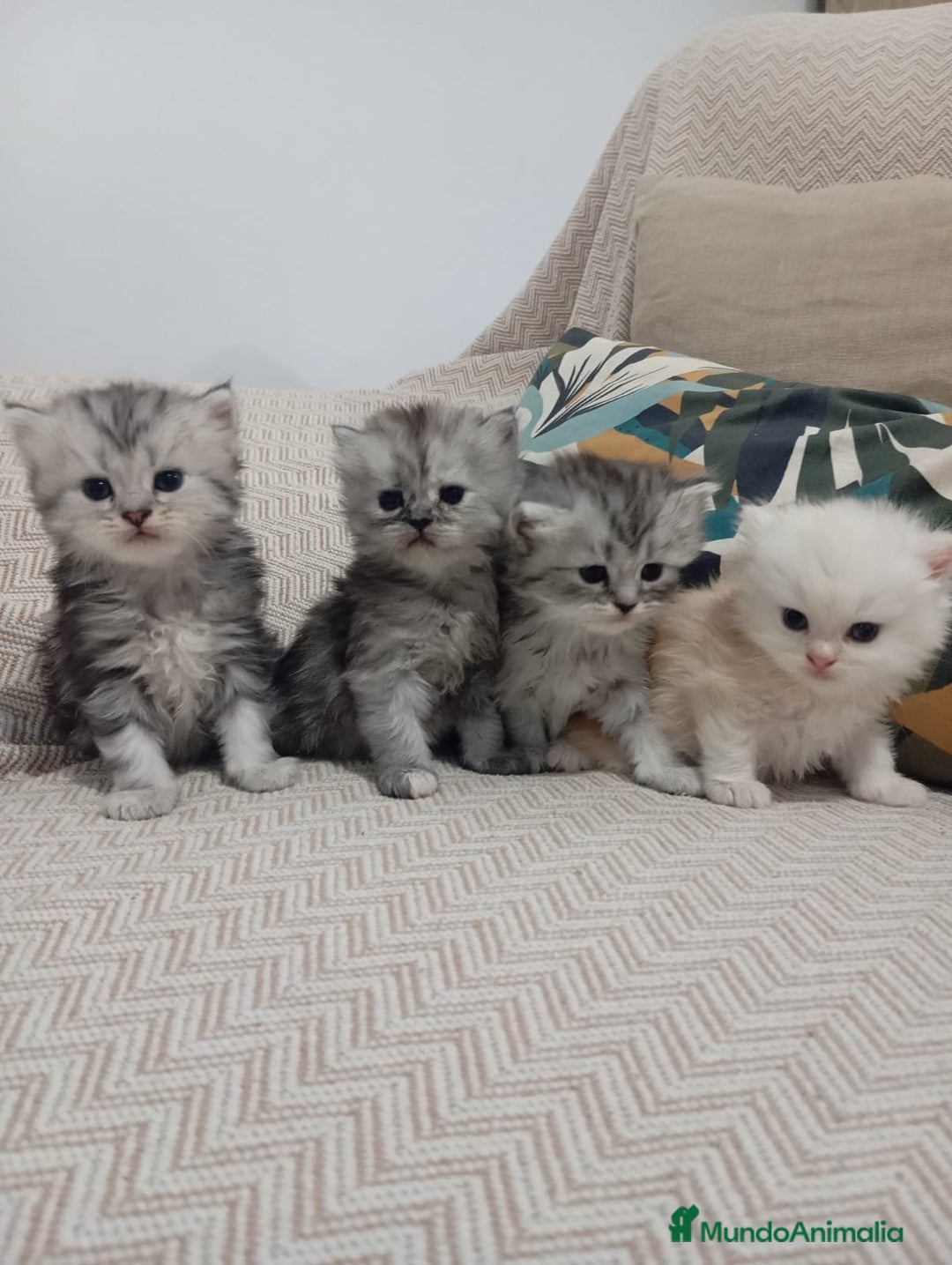 Persa gatos en venta: Gatos Persa - Imagen 1