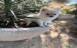 Chihuahua perros en venta: Chihuahua de pelo largo  - Imagen 3
