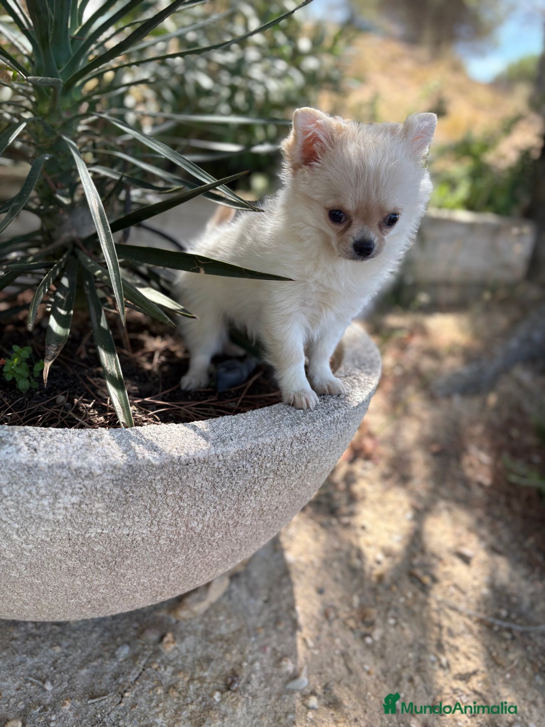 Chihuahua perros en venta: Chihuahua de pelo largo  - Imagen 3