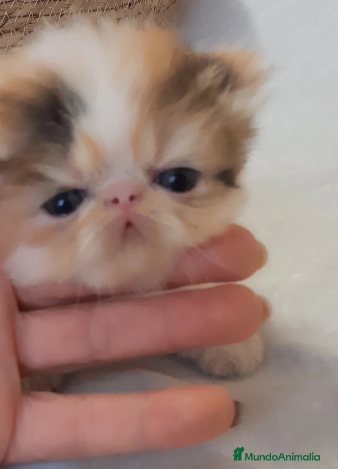 Persa gatos en venta: Espectacular Gatita Persa hembra 🌸💗🐱 - Anuncio 5