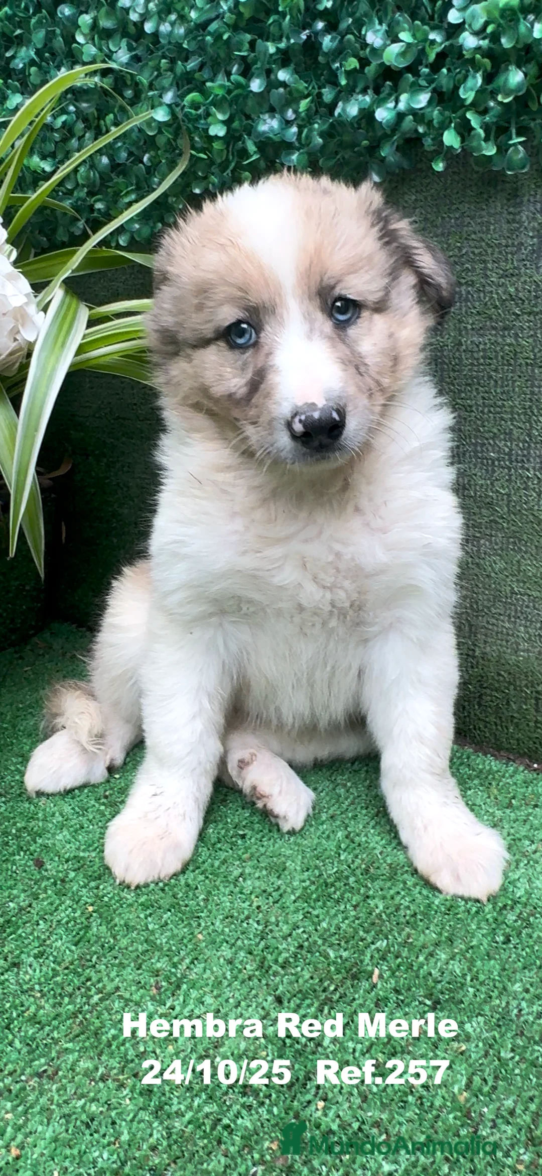 Border Collie perros en venta: BORDER COLLIE red merle - Anuncio 27