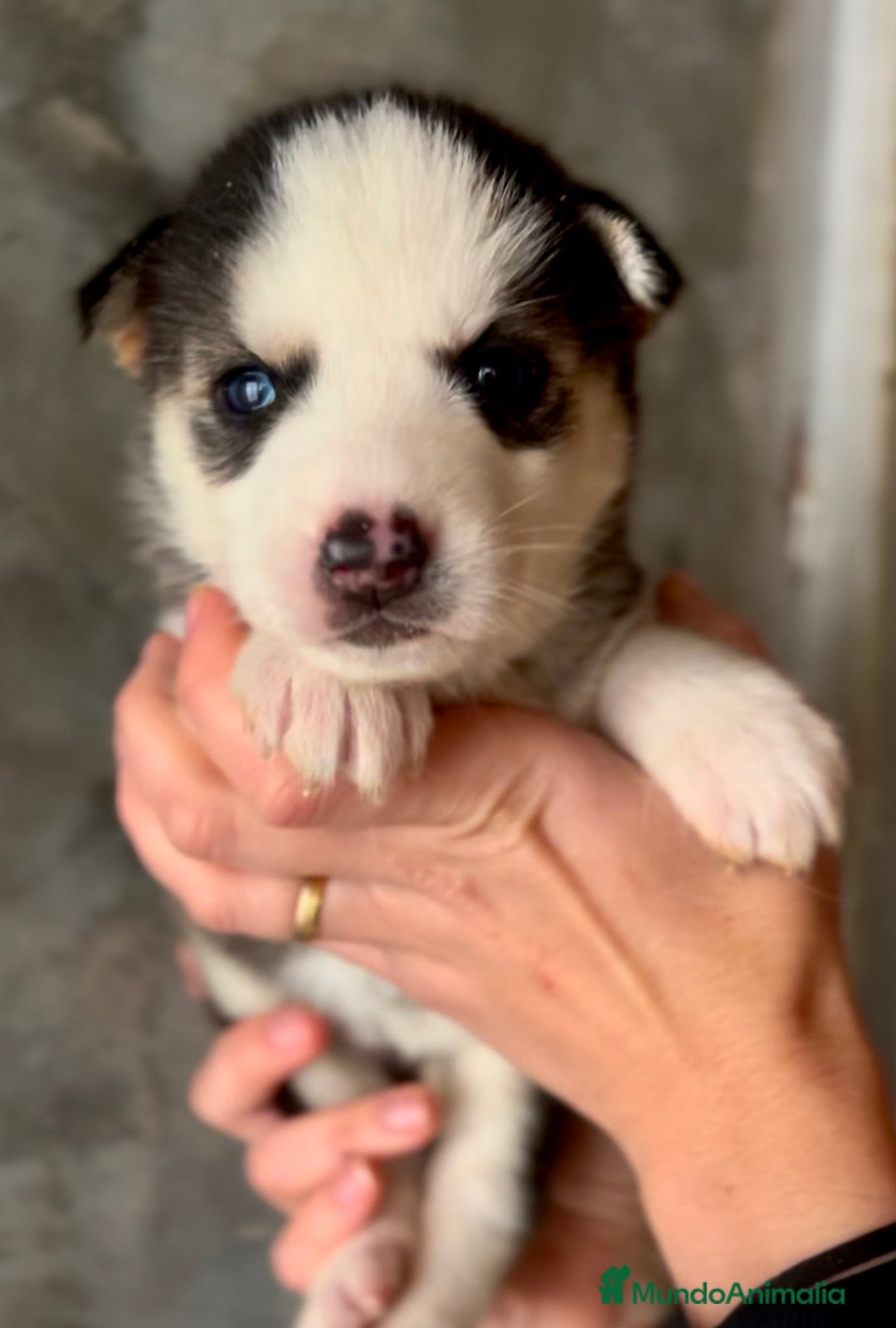Husky Siberiano perros en venta: Husky de ojos azules  en Barcelona - Imagen 2