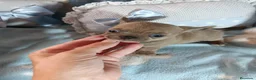 Chihuahua perros en venta: Chihuahua Isabella ojos azules  - Anuncio 3