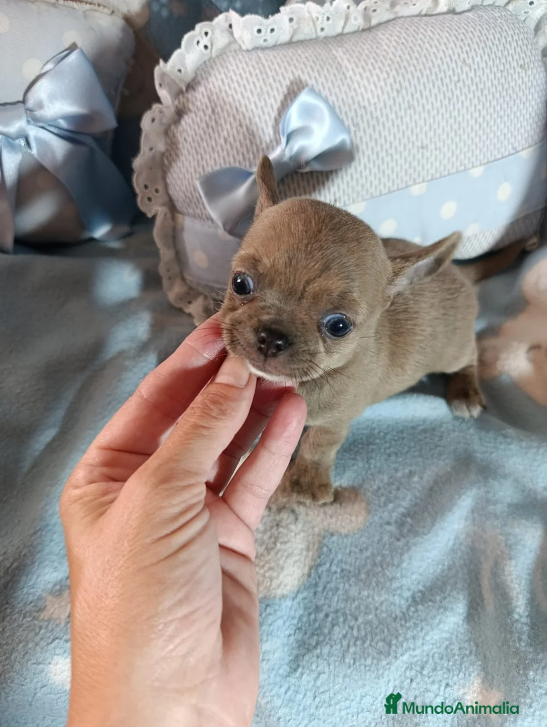 Chihuahua perros en venta: Chihuahua Isabella ojos azules  - Anuncio 3
