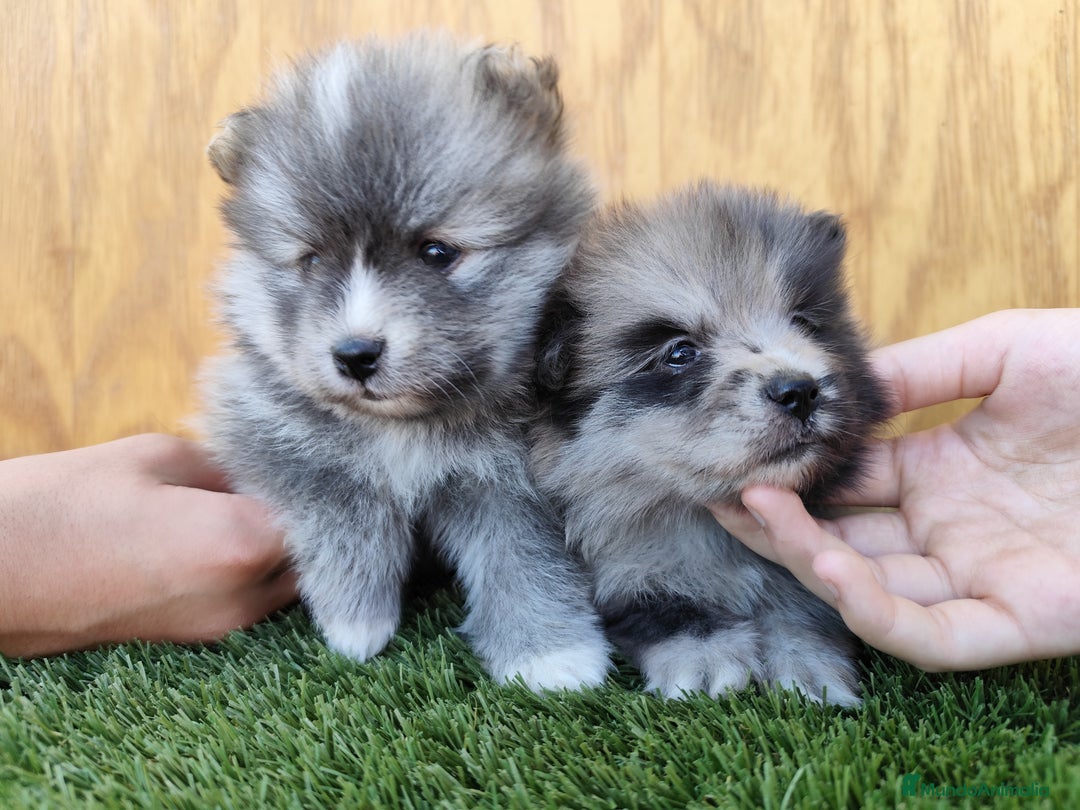 Pomsky perros en venta: Pomsky  - Imagen 1