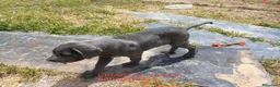 Cane Corso perros en venta: Mastin Napolitano - Anuncio 2