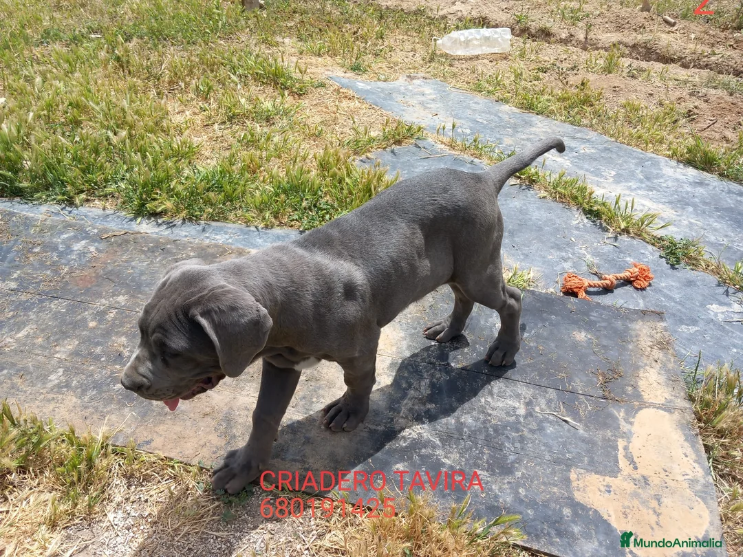 Cane Corso perros en venta: Mastin Napolitano - Anuncio 2