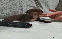 Chihuahua perros en venta: Chocolate macho  - Imagen 3