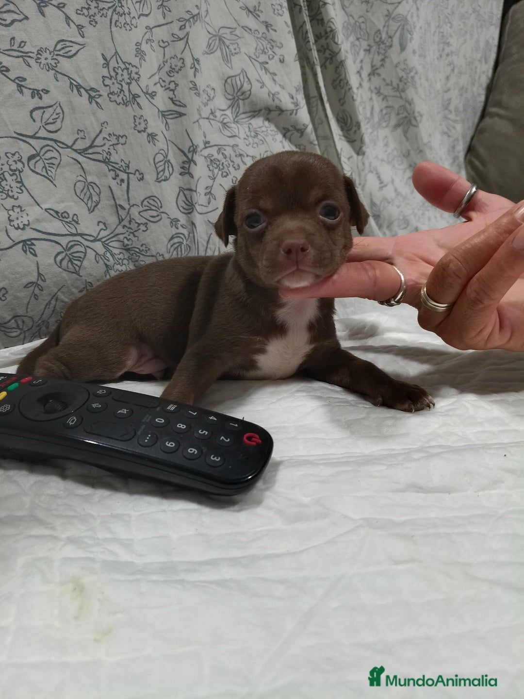 Chihuahua perros en venta: Chocolate macho  - Imagen 3