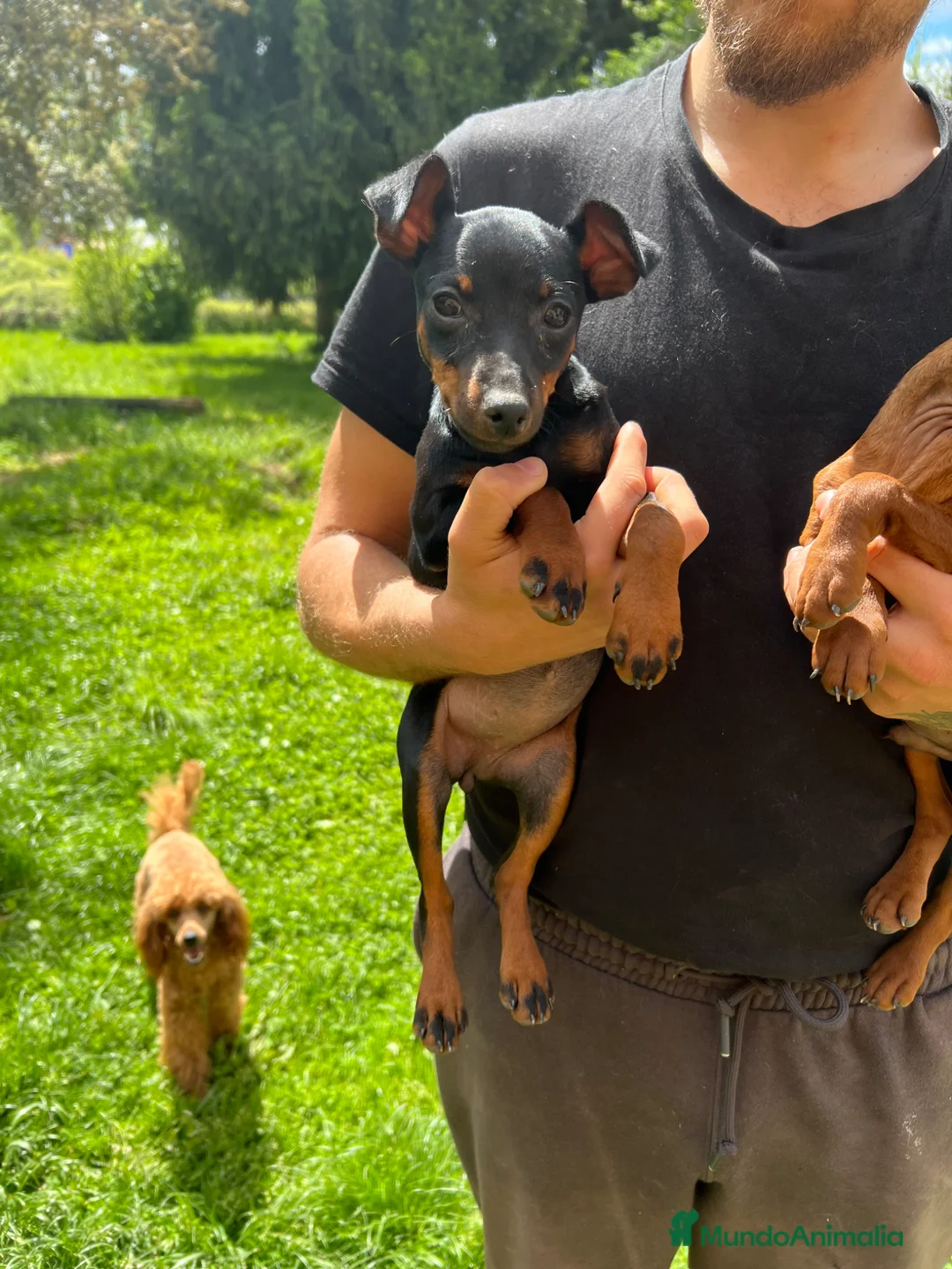 Pinscher Miniatura perros en venta: En adopción Pinscher miniatura  - Anuncio 2