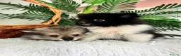 Pomerania perros en venta: POMERANIA  - Anuncio 20